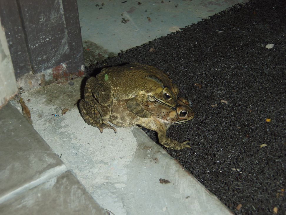 Cryptelytrops purpureomaculatus
